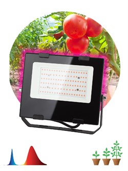 Фитопрожектор для растений светодиодный ЭРА FITO-50W-RB-LED красно-синего спектра 50 Вт