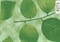 8273 D&B 45 см/8 м листья на зеленом фоне - фото 23978