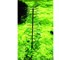 GTSQ GREEN APPLE Спиральная поддержка 45см (12/144) - фото 27029