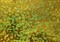 LB-031В D&B 45 см/8 м желтая голография - фото 7269
